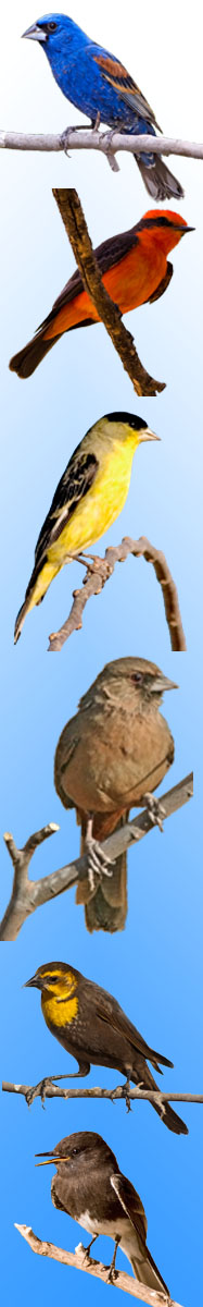 Birds of SPRNCA